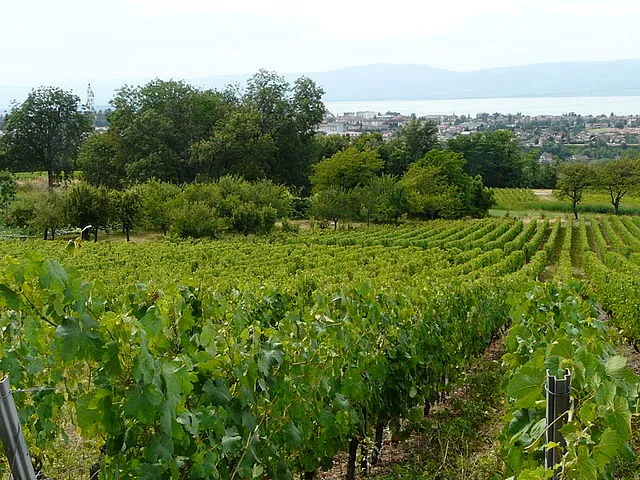 vignoble en haute-Savoie