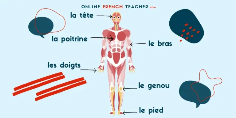Parts of the human body in French